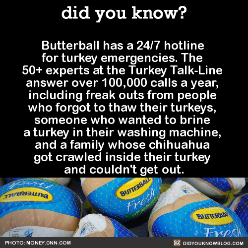 did-you-kno:Butterball has a 24/7 hotline for turkey emergencies. The hotline began in 1981, when ju