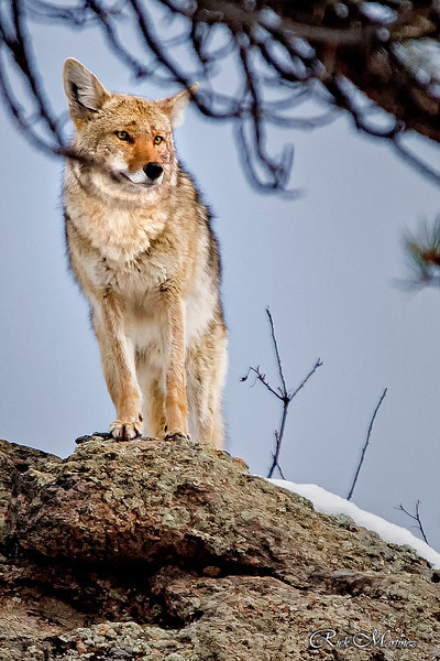 yipyapyote:  dailycamera