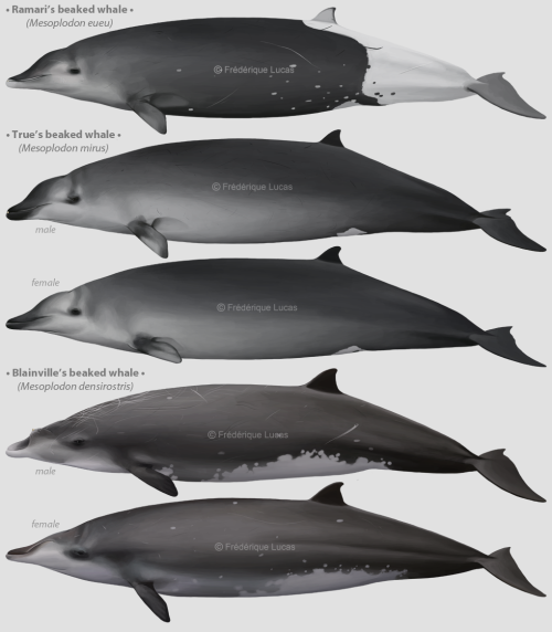 A bunch of beaked whalesI did mention I got to paint a lot of beaked whales, right? ;) After the bot