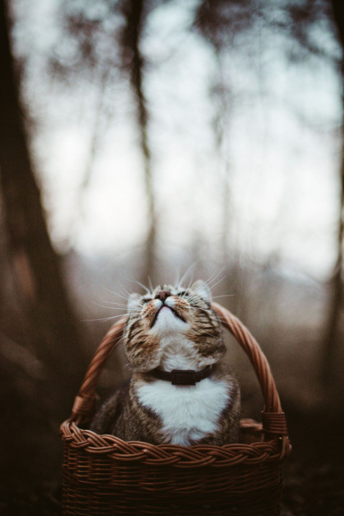cozyinautumn:I can feel the crisp air already, can you fall lovers? 
