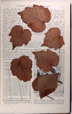 michaelmoonsbookshop:  pressed leaves found