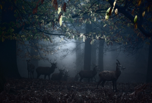 Richmond Park