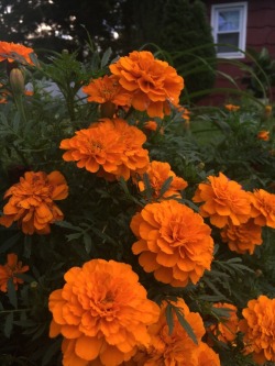 plantsarefriendssometimesfood:more marigolds