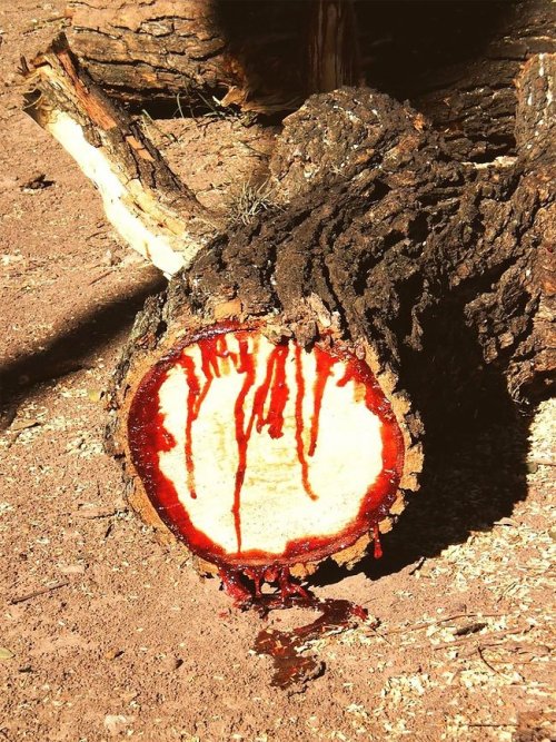 sgdenz: congenitaldisease: Pterocarpus Angolensis is a tree native to South Africa. It’s also commonly known as the bloodwood tree due to the fact that when it’s chopped or damaged, a deep red sap which looks eerily similar to blood, seeps from the