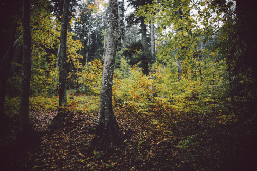 { Autumn Wandering }