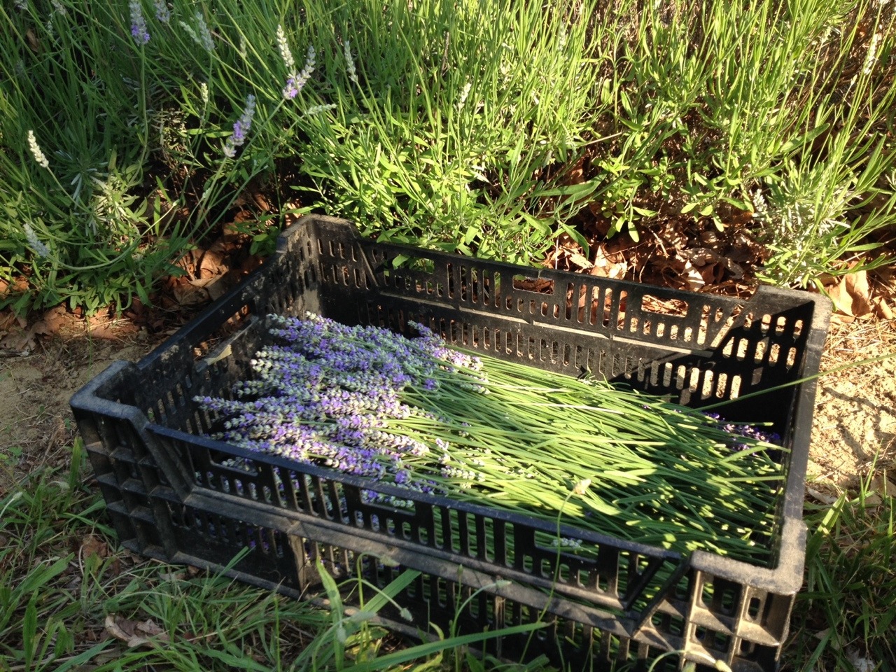 honeycoyote:  Instead of disappearing into the woods today I decided to cope by harvesting