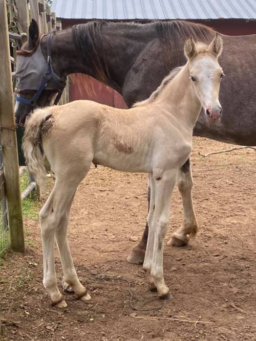 craigslisthorses:  tell me not to buy this adorable buckskin sabino weanling  fillylet’s