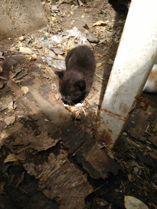 night1703:The outside cat had kittens. I love them.