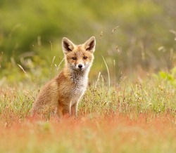 beautiful-wildlife:  The Catcher In The Sorrel by Roeselien