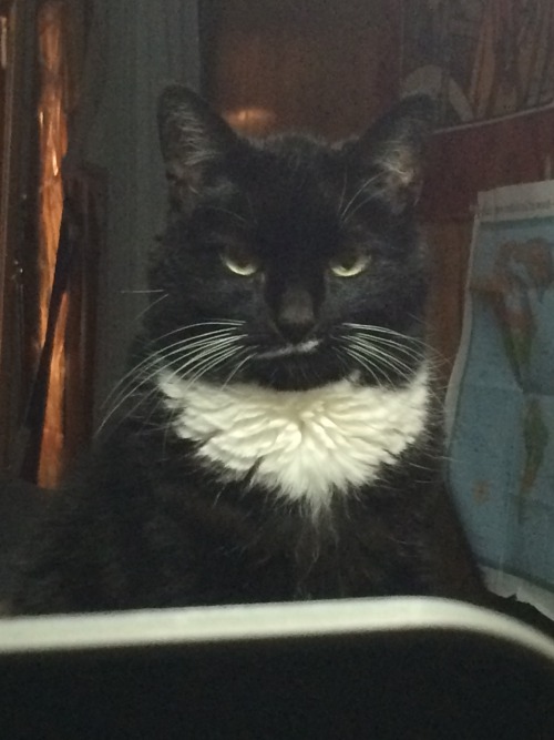 senshilegionnaire: tuxedo bunnycat is judging me :(