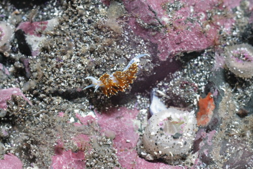 HEY THERE BUDDYHermissenda crassicornis at the “Pink Palace”, or coraline algae enc