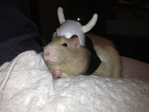 omggg Viking Rat. I am bordering on my mostly cats claim today but I love Halloween pets in costume.