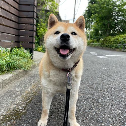 今日もまた一日笑っていたいですね✨ #dog #doge #shiba #shibe #shibainu #shibastagram #komugi #柴犬 #赤柴 #しばいぬ #柴犬の小麦さん #1