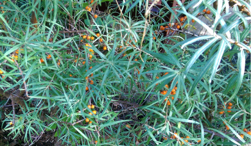 regnum-plantae: Hippophae rhamnoides, Eleagnaceae Yesterday I wrote about seagrape (Coccoloba u