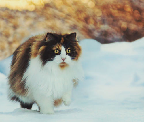 mostlycatsmostly:  mstrkrftz:    Mille, the Norwegian Forest Cat | Jane Bjerkli   I bow to thee, Majestic Creature.   This cat is more attractive then 99% of the girls in my town.