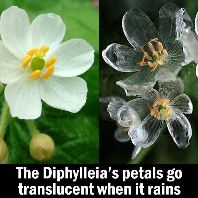 asapscience:Diphylleia is know as a skeleton flower because its white petals go transparent