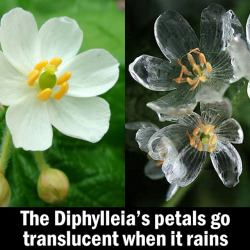 asapscience:Diphylleia is know as a skeleton flower because its white petals go transparent when wet, but return to white when dry. The herb can be found in eastern United States and eastern Asia. [Images via Reddit]