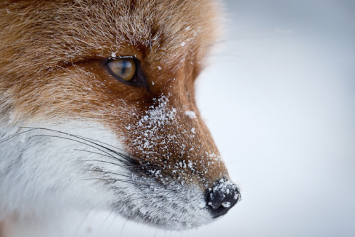 mymodernmet:  In the cold depths of Russia’s northeastern Chukotka region, Magadan-based photographer Ivan Kislov captures colorful signs of life in the snow through his breathtaking images of foxes in the wild. 