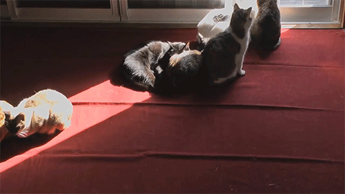 hongrie:  time-lapse sun-cats ひまわり猫窓 porn pictures