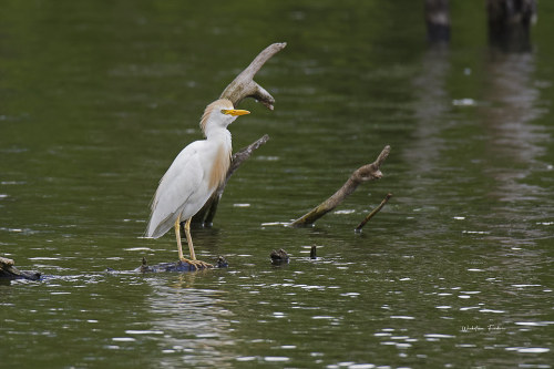 tiz-aves:Species | Western cattle egretThe western cattle egret (Bubulcus ibis) is a heron with a gl