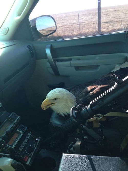 southernsideofme:  Get in Bitches, we’re delivering freedom 🇺🇸