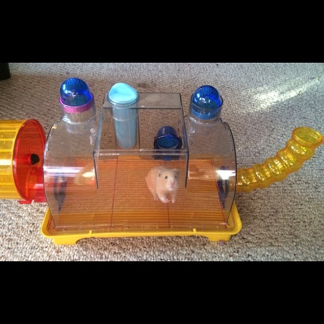 Thanks to @patronbarbie Chunky has a new cage 🐹