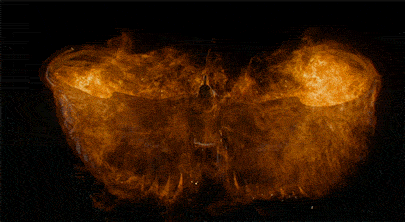 Rising Like The Phoenix