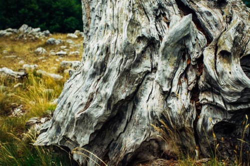 Pollino - Old Skin #pollino #pollinonationalpark #parconazionaledelpollino #basilicata #calabria #pi