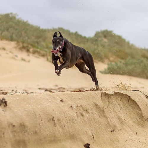 hounddogsrunning: by everythinggeraldton on Flickr