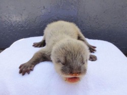 Maggielovesotters:  Teeny Tiny Baby Otter  Source: Https://Twitter.com/77Canvas/Status/640882359659683840