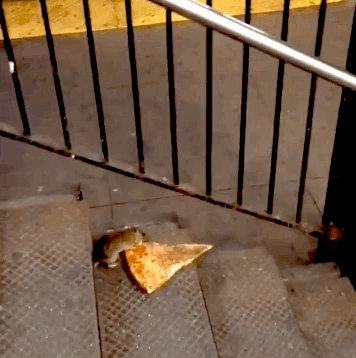 buzzfeed:buzzfeedgeeky:but pizza rat leaves the pizza behind…WE WERE ROOTING FOR YOU, PIZZA RAT. Hop