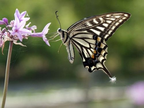 ainawgsd: Xuthus Swallowtail Papilio xuthus, the Asian swallowtail, Chinese yellow swallowtail or Xu