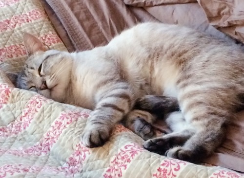 nepetea:late night post pictures of my cat….