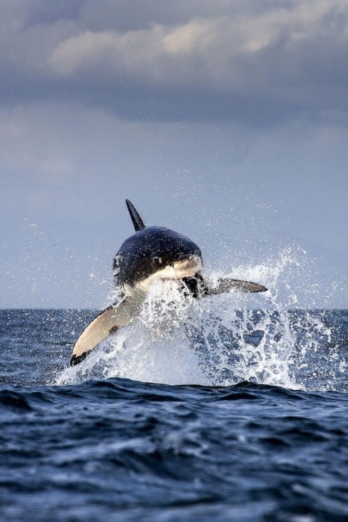 wolverxne:Great White Shark Breach - False Bay, South Africa | by: [Chris Mclennan]