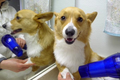 chubbythecorgi:  IT STARTED OUT SO WELL.