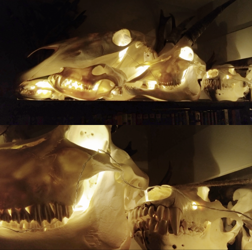 canisalbus: I bought a little battery-powered string light and now my skulls are looking extra festi