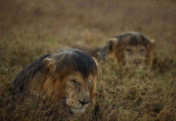 nubbsgalore:  the rain in the plain stays mainly on the mane. photos by michael nichols, anup &amp; manoj shaw and paul &amp; paveena mckenzie from serengeti national park, where there aren’t too many places for lions to hide from the rain.  