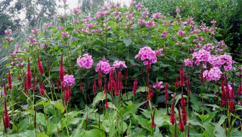 Breezy Knees Gardens - In the Pink.