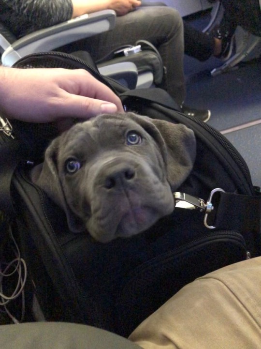 Wheels rolling and I’m NYC bound with little Bella! A very excited buyer and family waiting for this little bundle of love and I can’t blame them ❤️