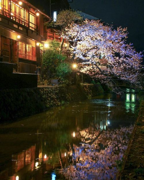 【京都府】鴨川夜桜 . 正確には「みそそぎ川」 . （2022/03/31撮影） . . そんなことより、 進撃の巨人がファイナルシーズンで 一気に終わるかと思いきや、 また１年待たされることになった