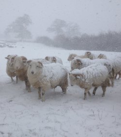 pagewoman: Snowy Sheep, Farndale, North Yorkshire