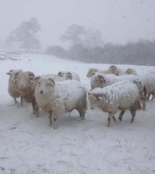 Porn Pics pagewoman: Snowy Sheep, Farndale, North Yorkshire