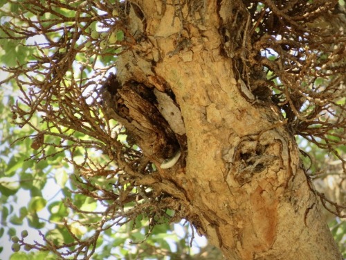 Female Boomslang!!! I LOVE Snakes And Was Super Stoked When We Spotted Her Because Winter In South Africa