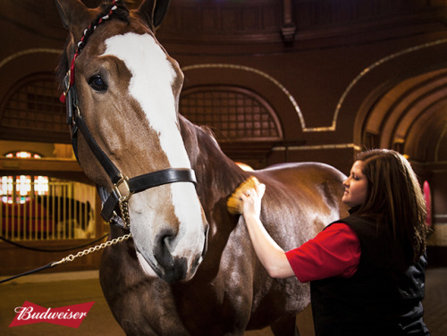 Brush-a, brush-a, brush-a.We groom our Clydesdales every day to nurture healthy skin and a shiny coa