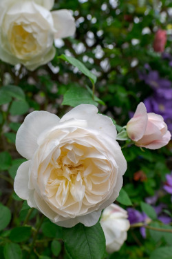 oldandenglishroses:  Desdemona, English Rose