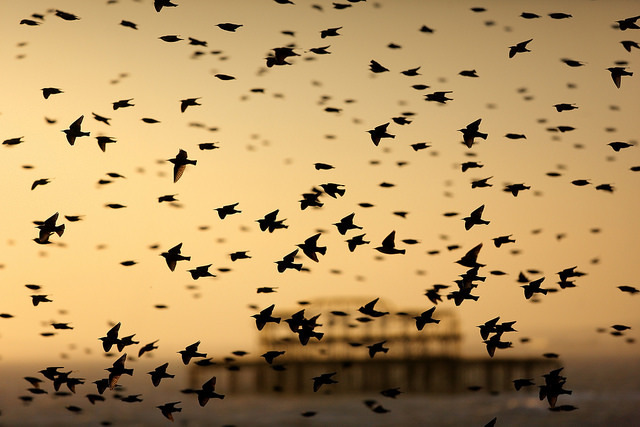 flickr:  Murmuration and West Pier by Alan MacKenzie on Flickr. Enjoy the entire