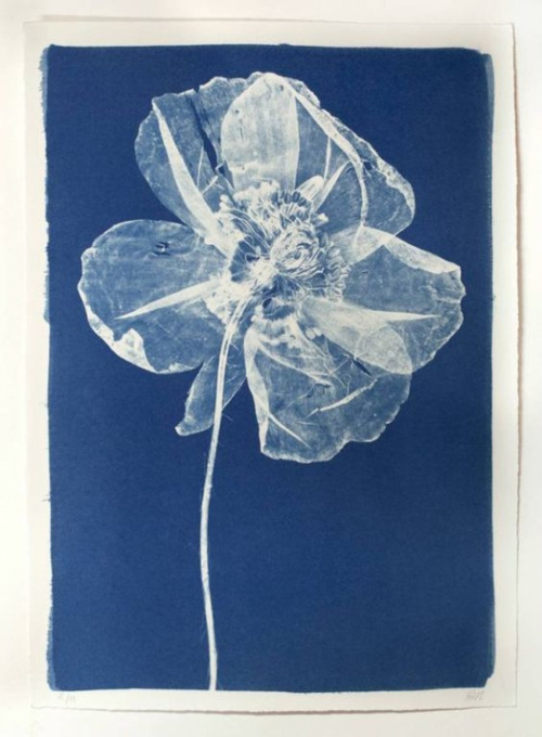 cinoh:1. sgeoffa2. Cyanotype Poppy