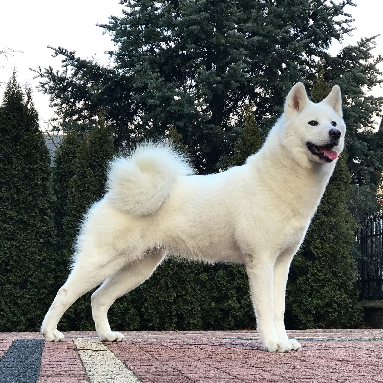 white akita