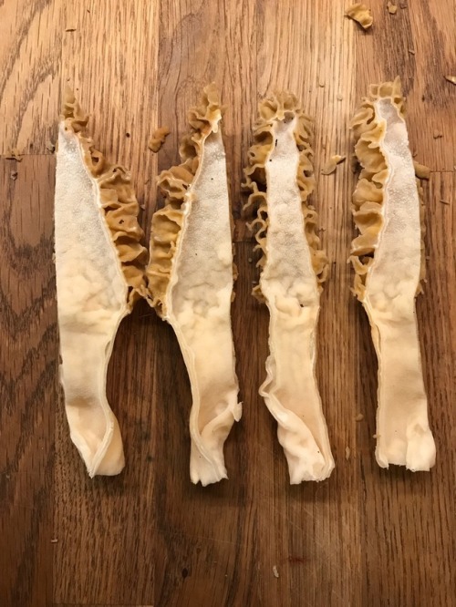 April 2018 It’s been a great morel season this year. Moreover, with the rain and cool weather we’ve 