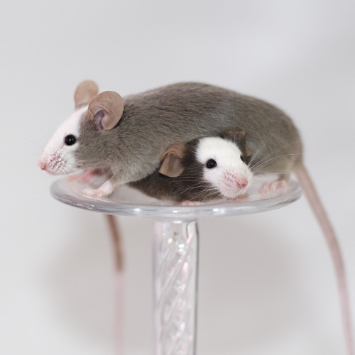 murdershescrote:I love these mice so much